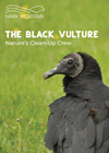 Preview of Meet the Black Vulture
